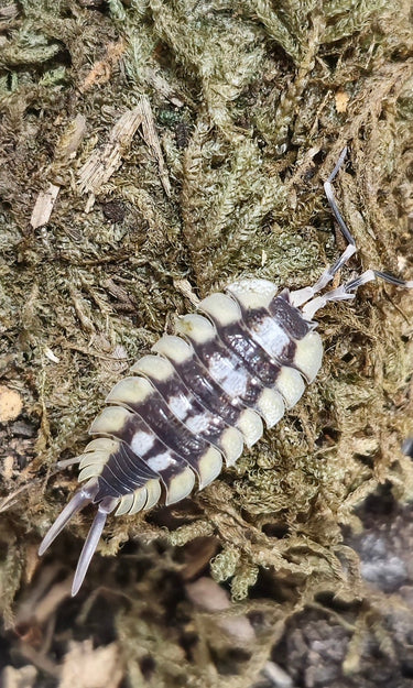 La senia isopods